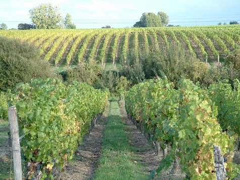 domaine matignon vins anjou val de loire, Vignerons France dégustation vins