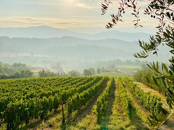 Dégustations vins Domaine des bergeries de Hautes Provence
