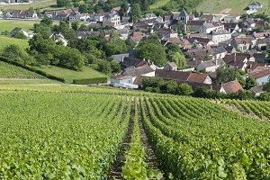 champagne dégustation vin vignerons France