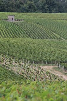 Vignerons France, dégustations vins