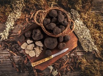 La truffe noire du Languedoc
