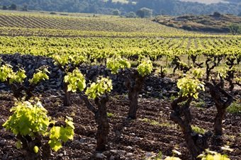 Domaine, vins du Languedoc