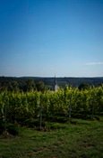 Dégustation vins en Belgique