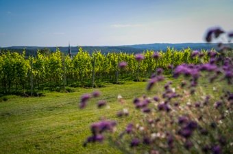 Domaine viticole en Belgique